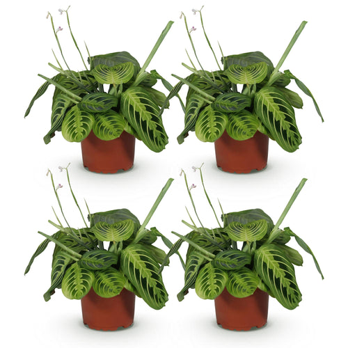 4× Maranta Fascinator Lemon Lime (Gebetsstaude) – Ø 12 cm, 30–35 cm hoch