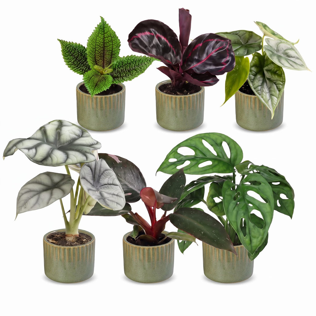 6× jeunes plantes Jungle Mix incl. Linnea Olive – Ø6 cm, 10–15 cm de haut