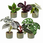 6× jeunes plantes Jungle Mix incl. Linnea Olive – Ø6 cm, 10–15 cm de haut