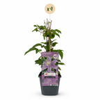 Clematis 'Justa' (Waldrebe) – blau – 4 Pflanzen, Ø9 cm, 35 cm hoch