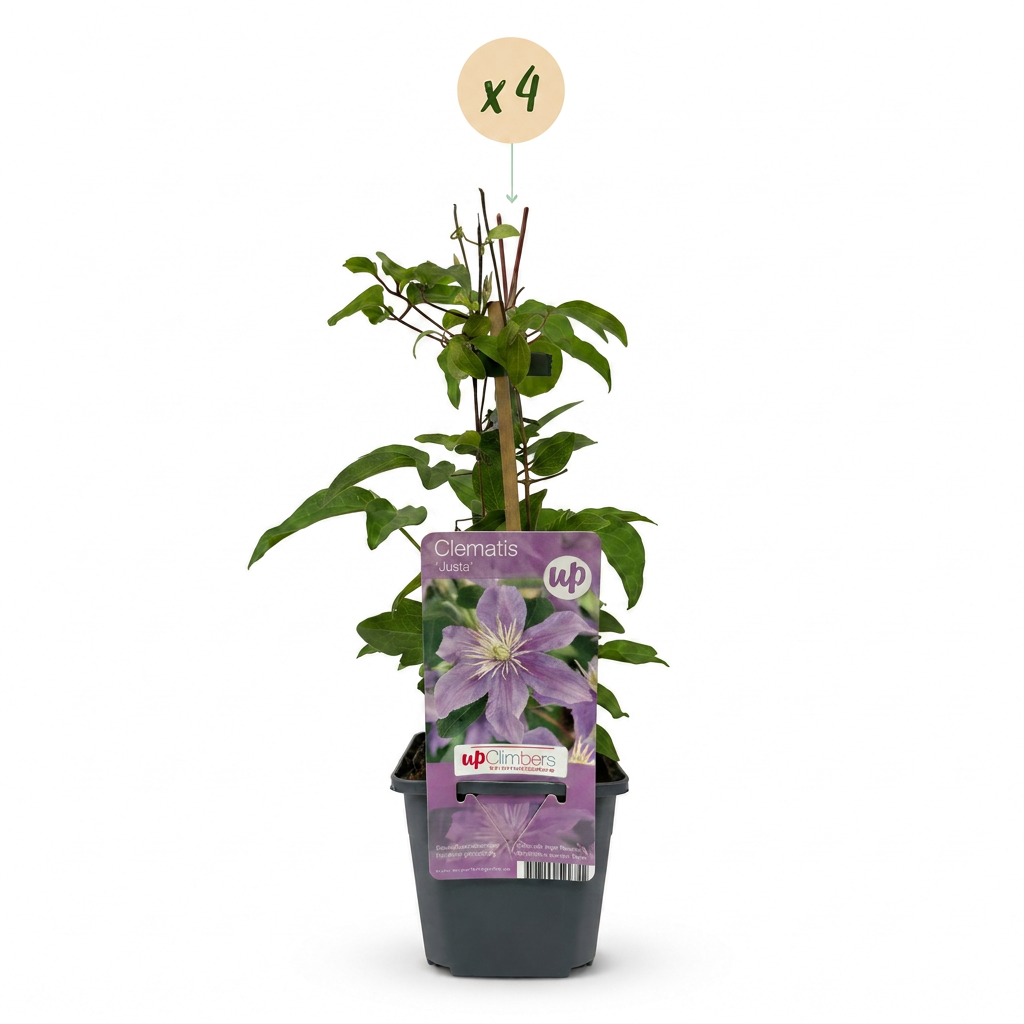 Clematis 'Justa' (bosrank) – blauw – 4 planten, Ø9 cm, 35 cm hoog