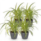 4× Chlorophytum comosum Variegatum (spider plant) in grey Potter decorative pot – Ø12 cm, 20 cm high