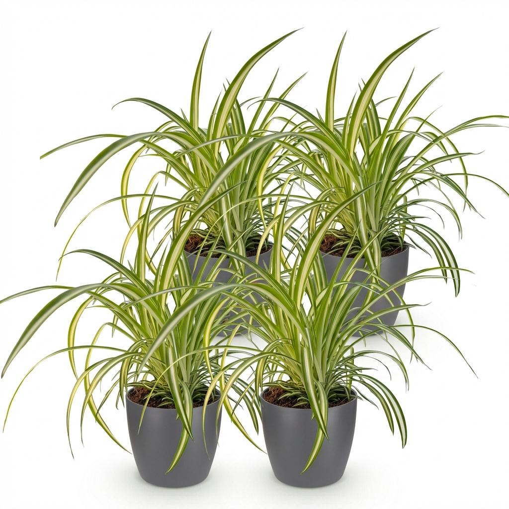 4× Chlorophytum comosum Variegatum (spider plant) in grey Potter decorative pot – Ø12 cm, 20 cm high – photo 2