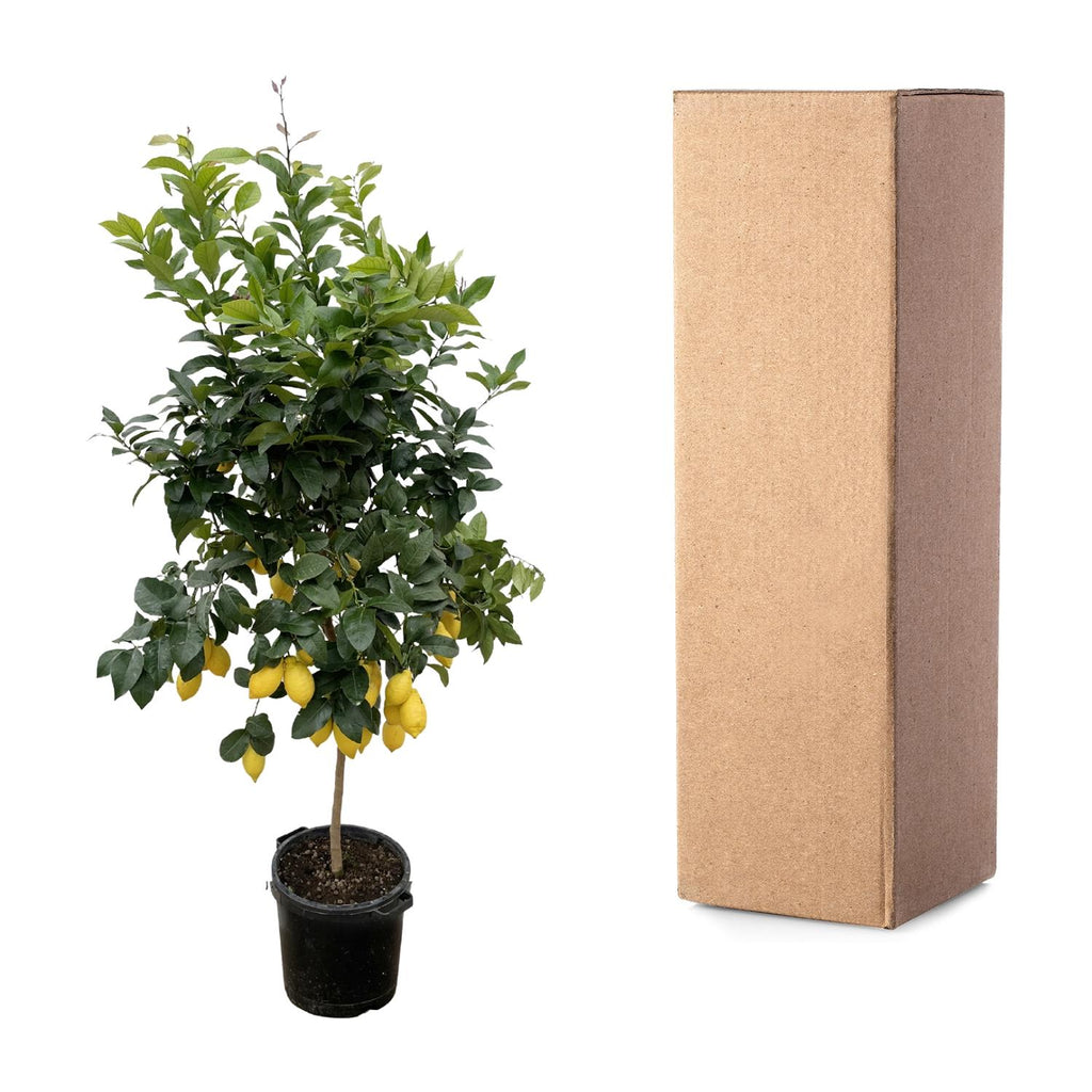 Zitrus 'Lemon' (Zitrusbäumchen) – Ø40 cm, 200 cm hoch – Bild 4