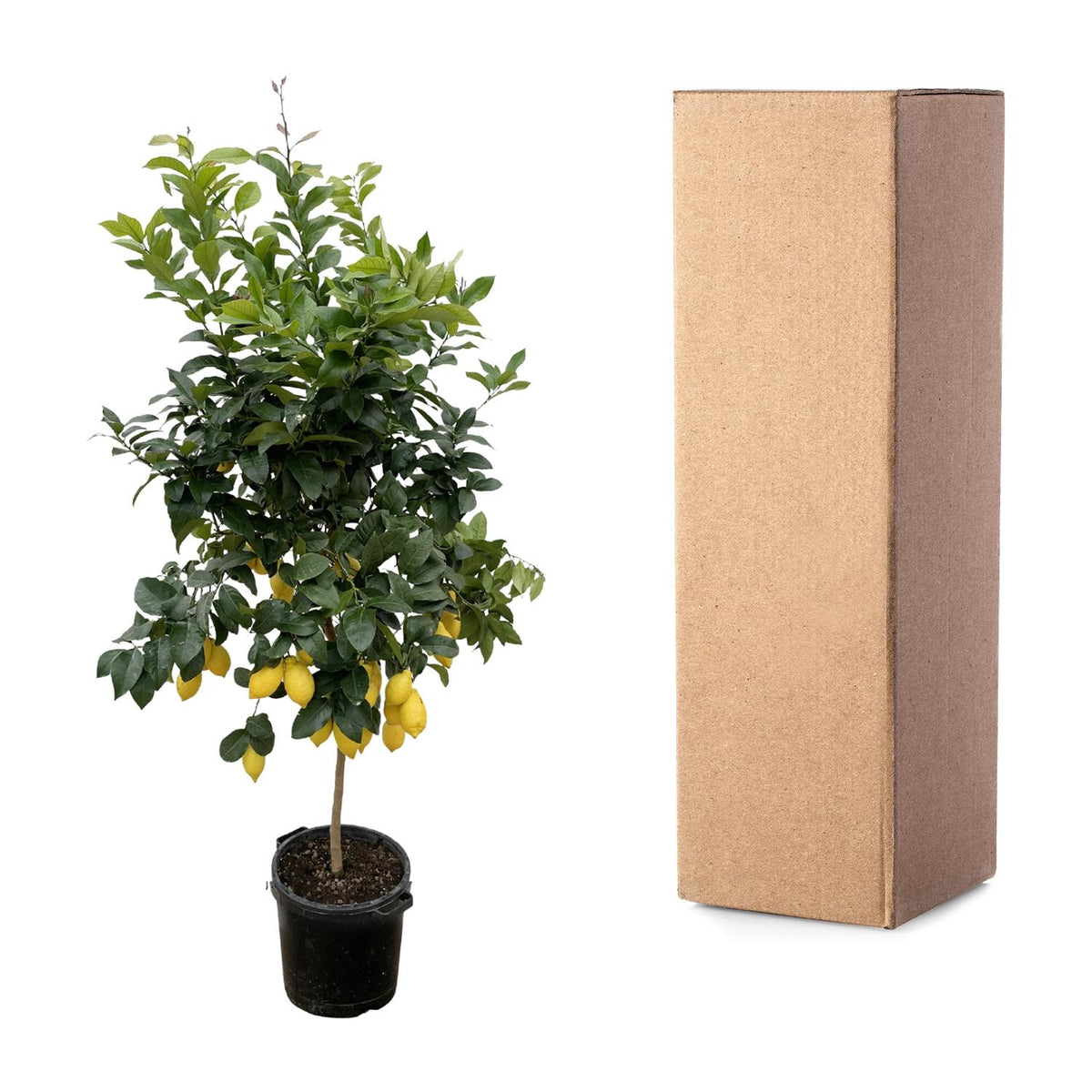 Citrus 'Lemon' (citrusboompje) – Ø40 cm, 200 cm hoog