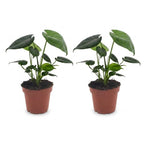 2× Monstera deliciosa (plante percée) – Ø12 cm, 30 cm de haut