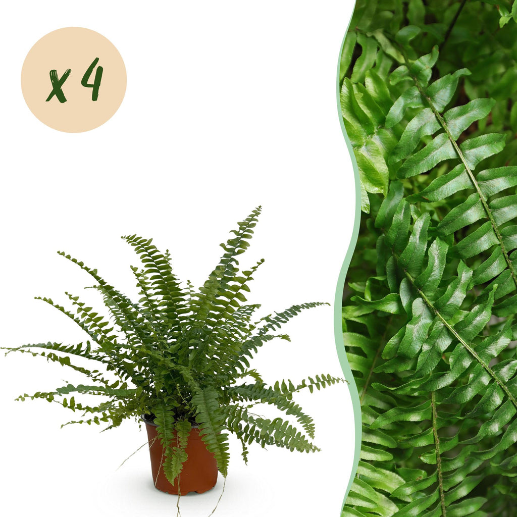 4× Nephrolepis exaltata Green Lady (fougère épée) – Ø12 cm, 28–30 cm de haut
