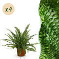 4× Nephrolepis exaltata Green Lady (fougère épée) – Ø12 cm, 28–30 cm de haut