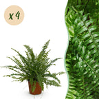 4× Nephrolepis exaltata Green Lady (fougère épée) – Ø12 cm, 28–30 cm de haut