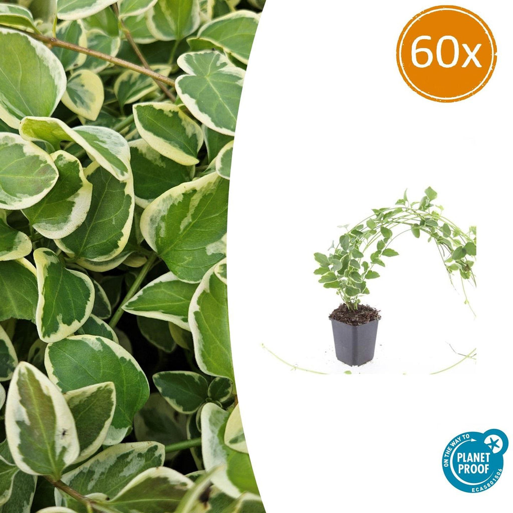 Vinca major 'Variegata' (bigleaf vinca) – 60 plants, Ø9 cm, 10–25 cm high – photo 2