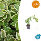 Vinca major 'Variegata' (bigleaf vinca) – 60 plants, Ø9 cm, 10–25 cm high