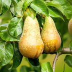 Pyrus communis 'Conference' (poirier) – Ø21 cm, 90 cm de haut