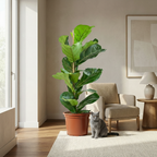 Ficus lyrata (vioolbladplant) – Ø21 cm, 75–85 cm hoog