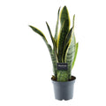 Sansevieria Laurentii (vrouwentong) – Ø12 cm, 45 cm hoog