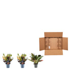 3× Croton Codiaeum mix – Ø12 cm, 30 cm hoog