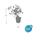 Ceratostigma plumbaginoides (plumbagine) – 60 plantes, Ø9 cm, 10–25 cm de haut