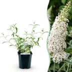 Buddleja davidii 'White Profusion' (Schmetterlingsflieder) – weiß – 3 Pflanzen, Ø 17 cm, 45 cm hoch