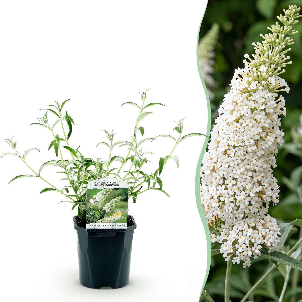Buddleja davidii 'White Profusion' (vlinderstruik) – wit – 3 planten, Ø17 cm, 45 cm hoog