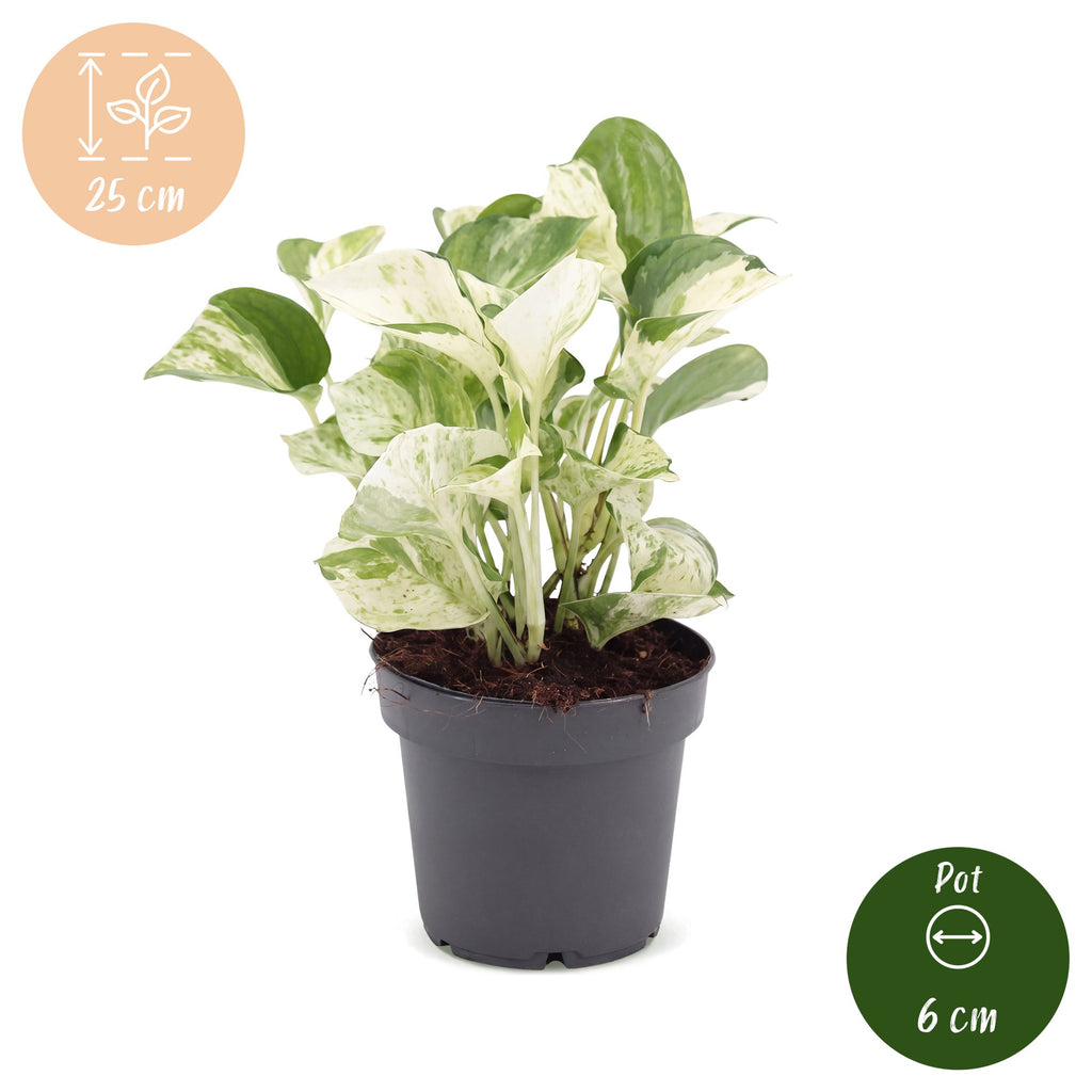 Epipremnum Manjula (Scindapsus) – Ø 12 cm, 25 cm hoch
