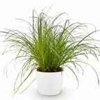 Cyperus alternifolius Zumula (cypérus) en pot de décoration blanc – Ø12 cm, 20 cm de haut