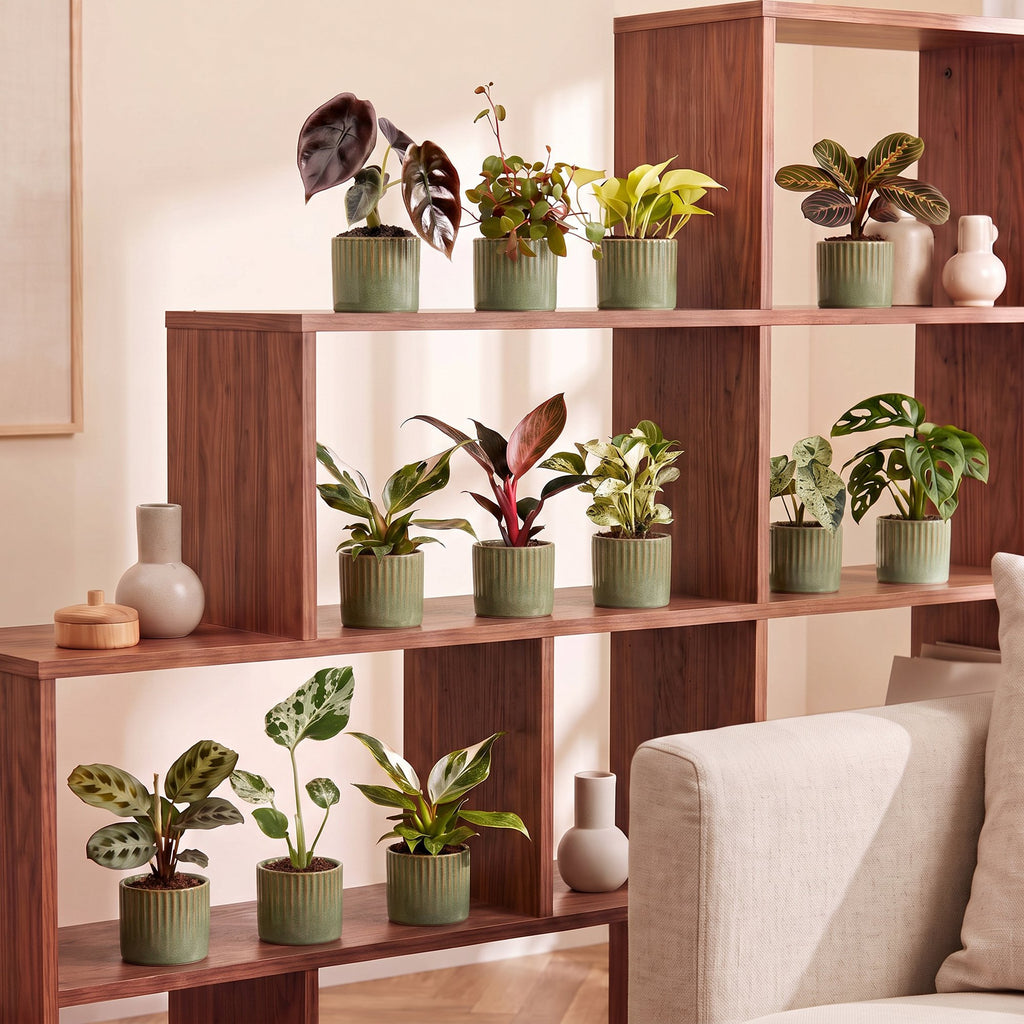 12× Coffret surprise de plantes d’intérieur incl. Linnea Olive – Ø6 cm, 5–15 cm de haut