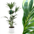 Howea forsteriana (kentiapalme) i Potter-papkrukke hvid – Ø21 cm, 120–130 cm høj