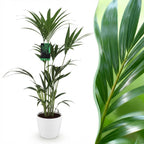 Howea forsteriana (kentiapalme) i Potter-papkrukke hvid – Ø21 cm, 120–130 cm høj