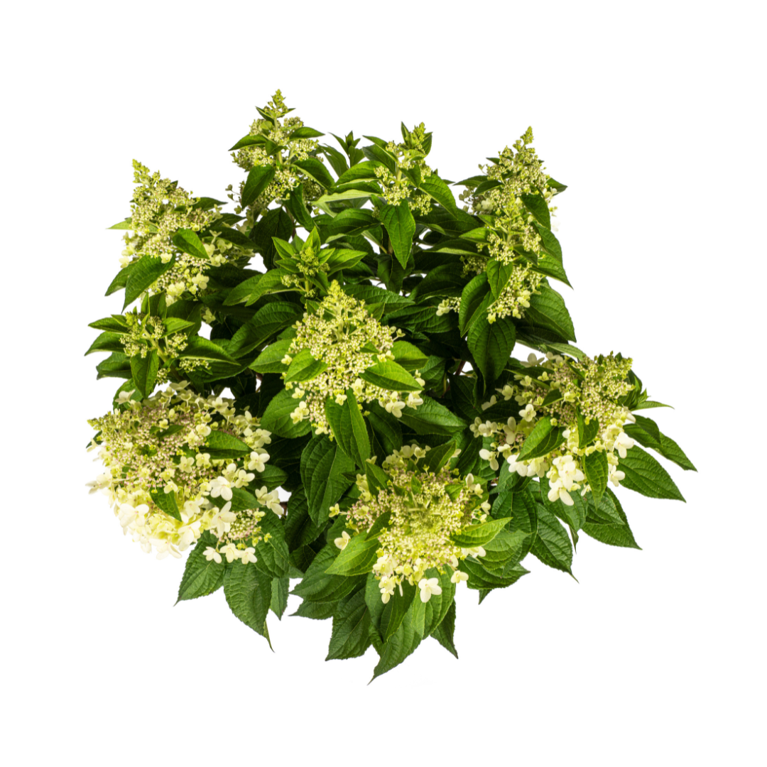 Hydrangea paniculata 'White' (hortensia) – Ø24 cm, 70–80 cm hoog
