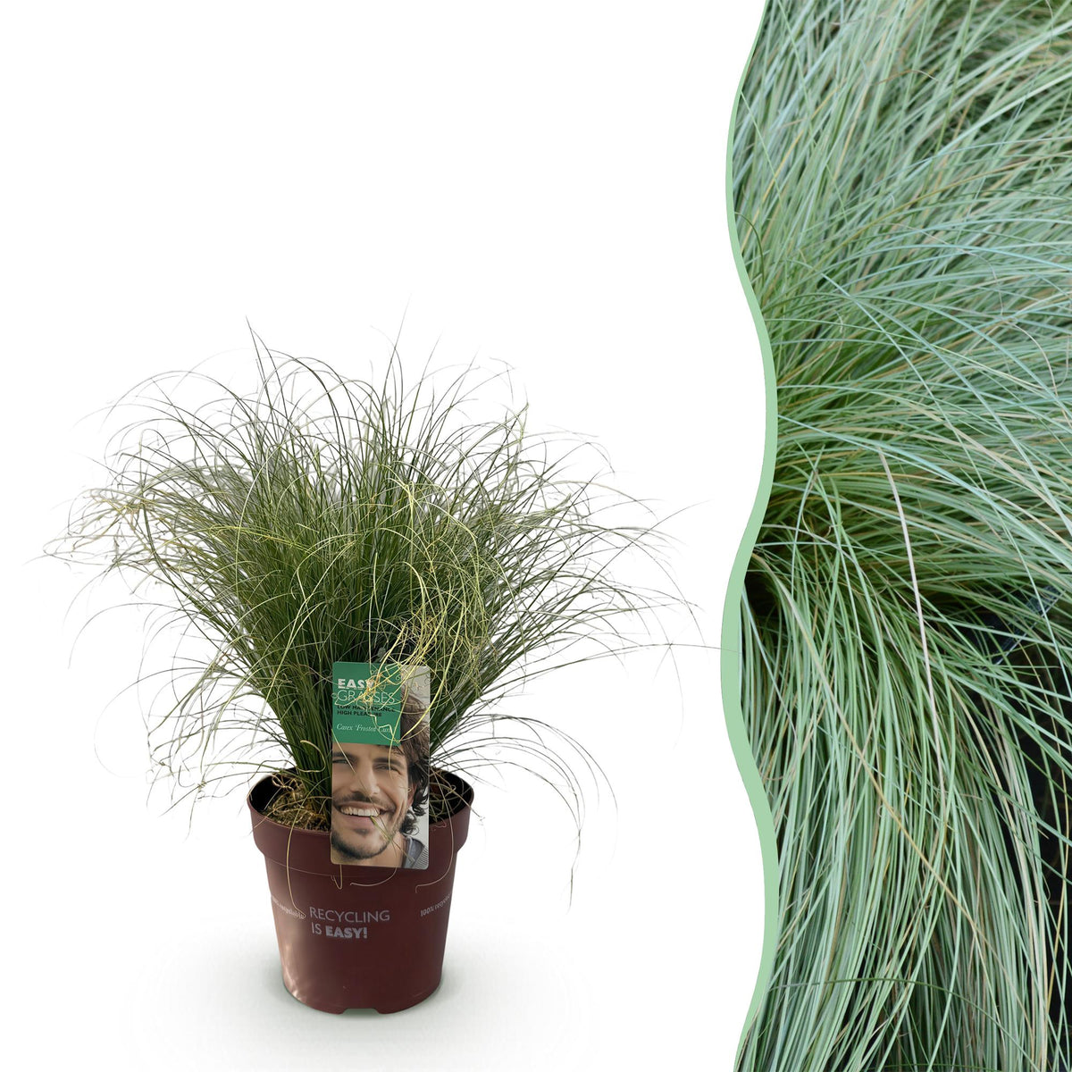 Carex comans 'Frosted Curls' (Kräuselsegge) – Ø 17 cm, 50 cm hoch
