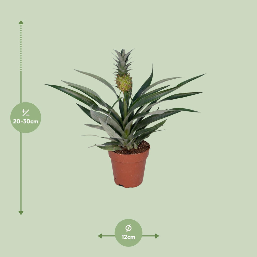 Bromelia Ananas (ananasplante) – Ø12 cm, 30 cm høj