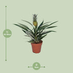 Bromelia Ananas (ananasplante) – Ø12 cm, 30 cm høj