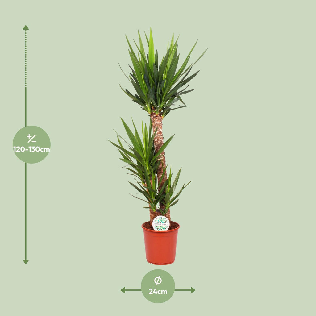 Yucca elephantipes – Ø 24 cm, 125 cm hoch
