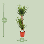 Yucca elephantipes – Ø 24 cm, 125 cm hoch