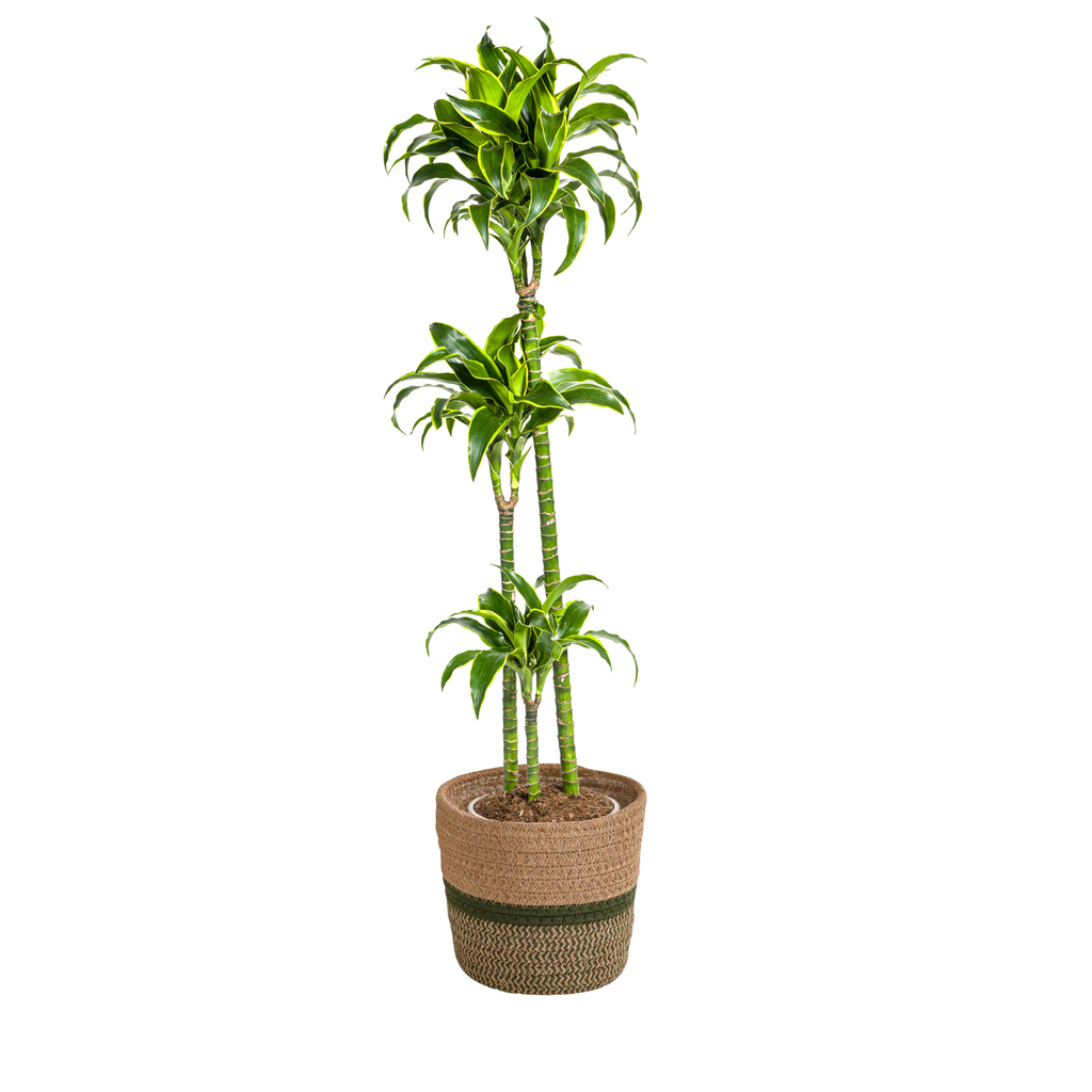 Dracaena Deremensis Dorado (Drachenbaum) mit Korb – Ø24 cm, 120–140 cm hoch