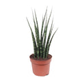 Sansevieria Fernwood Mikado (svigermors tunge) – Ø12 cm, 40 cm høj