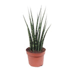Sansevieria Fernwood Mikado (svigermors tunge) – Ø12 cm, 40 cm høj
