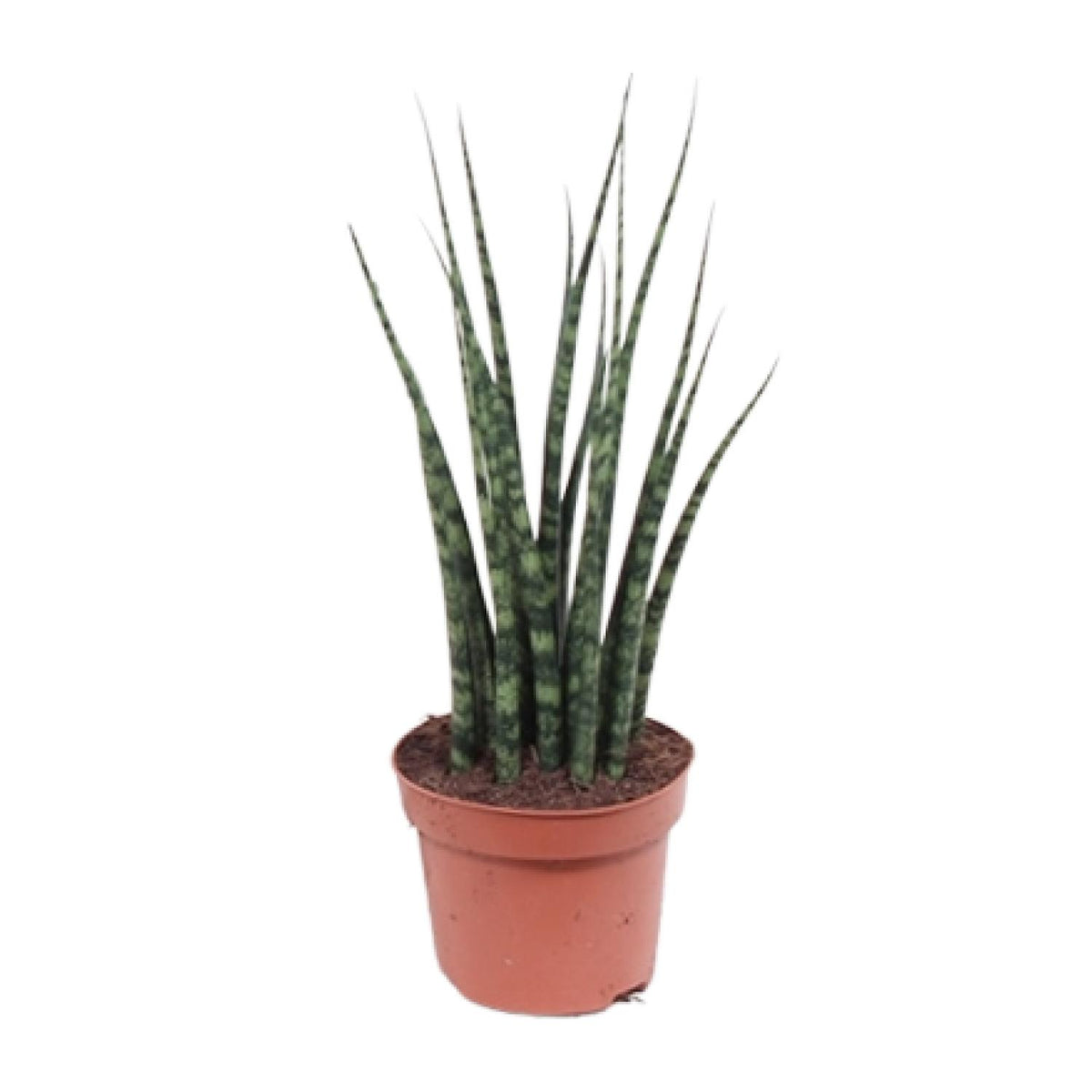 Sansevieria Fernwood Mikado (svigermors tunge) – Ø12 cm, 40 cm høj