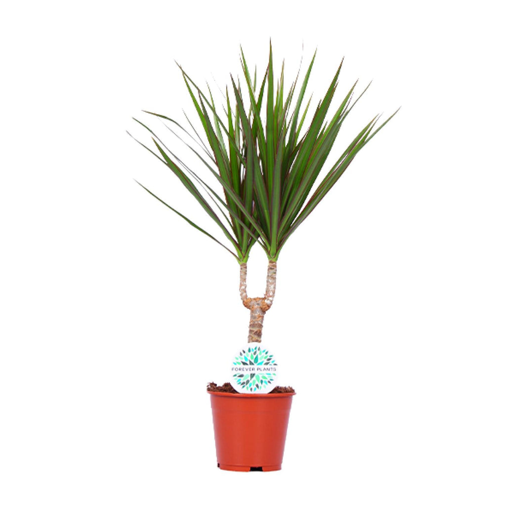 Dracaena marginata (dragetræ) – Ø14 cm, 55 cm høj