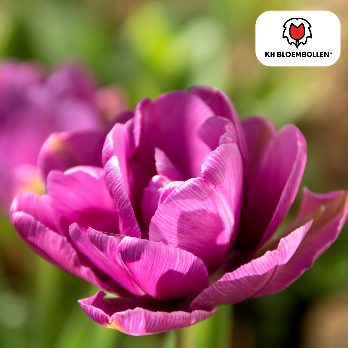 Tulp 'Double Flag' – 20 bloembollen (bolmaat 11/12)