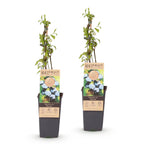 Vaccinium corymbosum 'Bluecrop' (myrtille) – 2 plants, Ø15 cm, 50 cm de haut