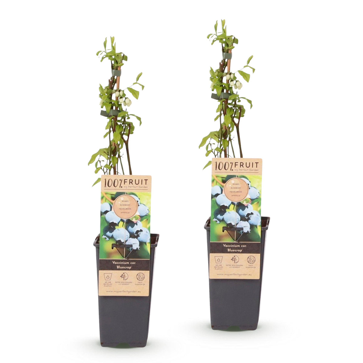Vaccinium corymbosum 'Bluecrop' (bosbes) – 2 planten, Ø15 cm, 50 cm hoog – foto 2