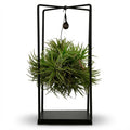Tillandsia Air Plant in Decor (air plant) – Ø14 cm, 30 cm high