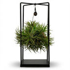 Tillandsia Air Plant in Decor (air plant) – Ø14 cm, 30 cm high