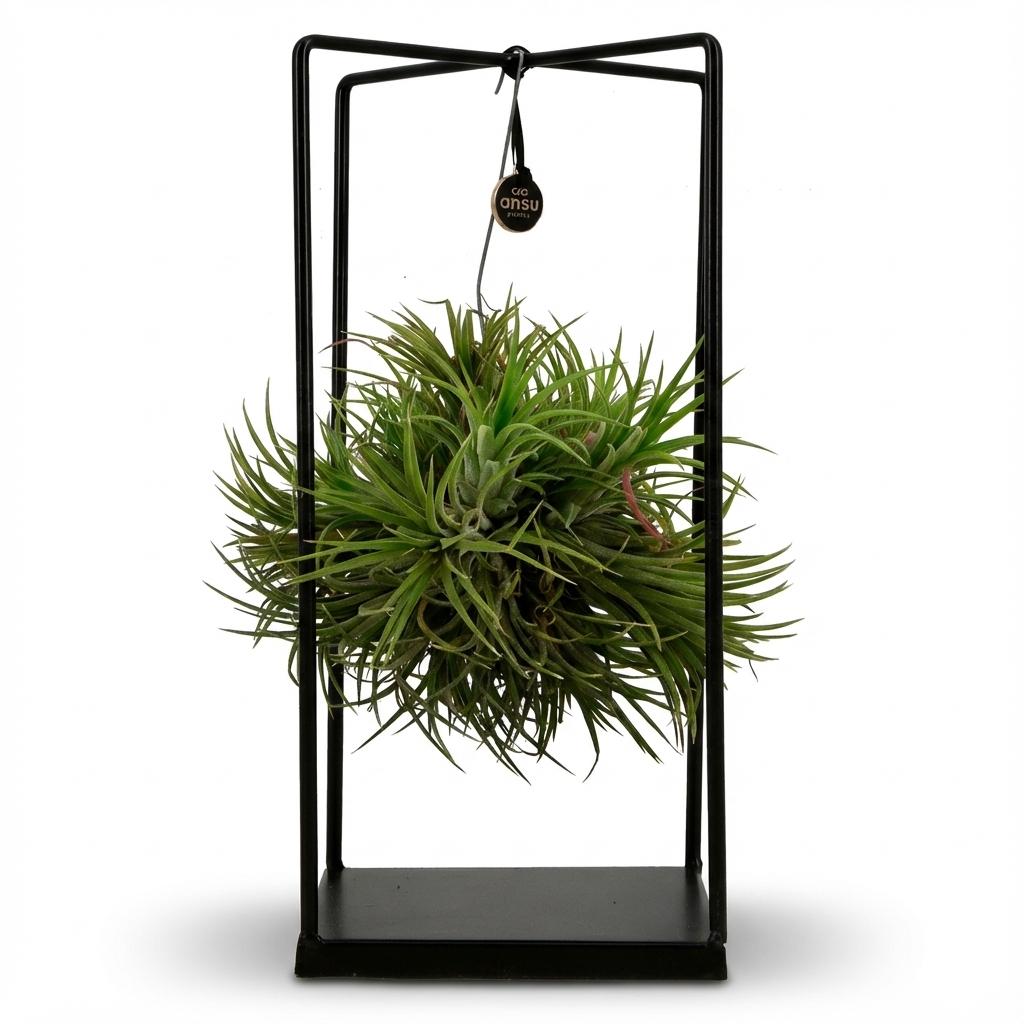 Tillandsia Luftpflanze im Deko-Topf (Luftpflänzchen) – Ø 14 cm, 30 cm hoch