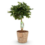 Schefflera Gold Capelle (Fingerbaum) mit Korb – Ø 21 cm, 70–81 cm hoch