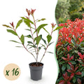 Photinia fraseri 'Carre Rouge' (glossy privet) – red – 16 plants, Ø9 cm, 25–35 cm high