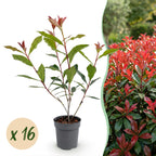 Photinia fraseri 'Carre Rouge' (glossy privet) – red – 16 plants, Ø9 cm, 25–35 cm high