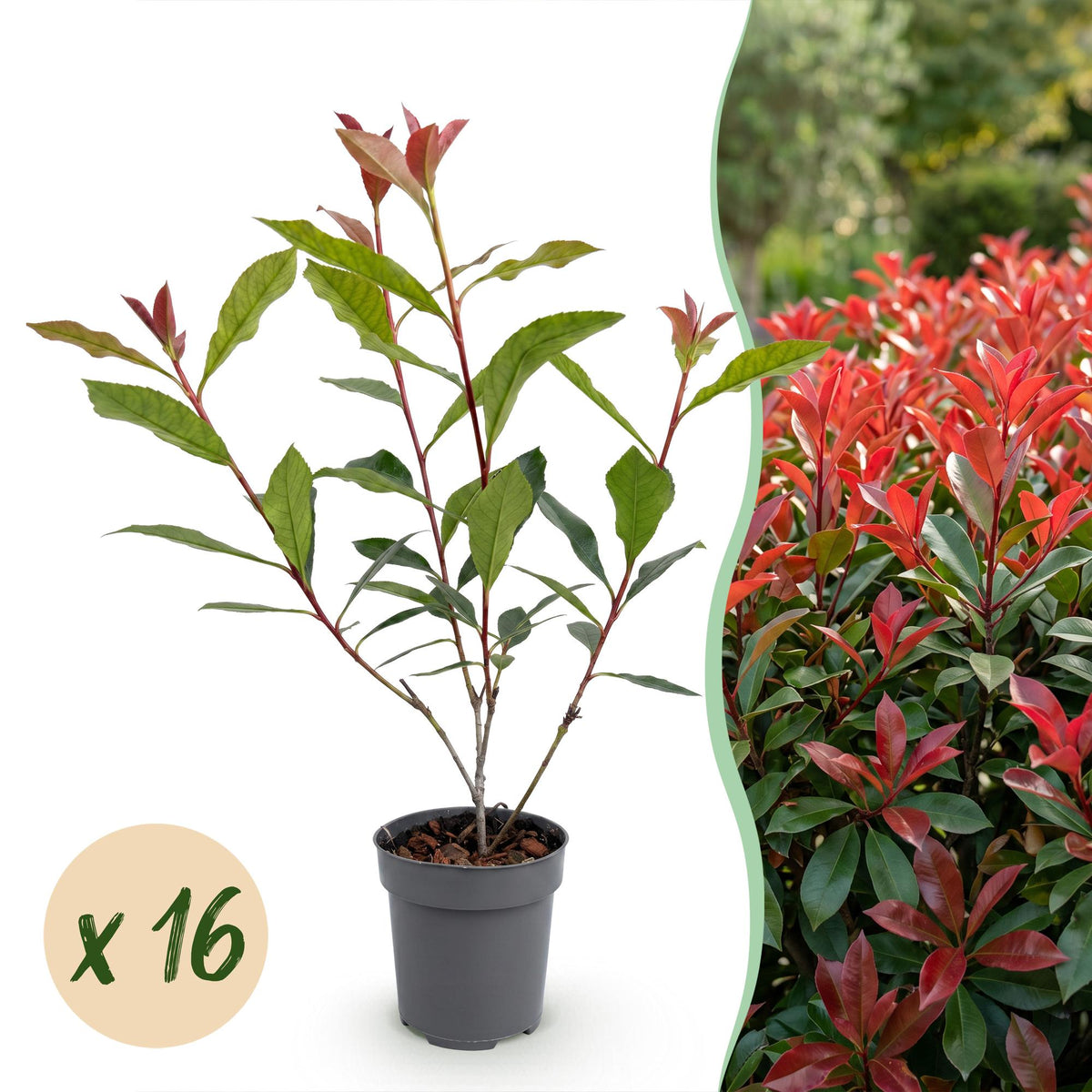 Photinia fraseri 'Carre Rouge' (glossy privet) – red – 16 plants, Ø9 cm, 25–35 cm high