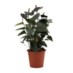 Anthurium Black Love in durchsichtiger Folie (Flammenlilie) – Ø 12 cm, 36 cm hoch