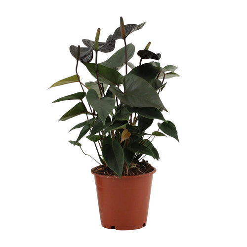 Anthurium Black Love In Transparant Sleeve (flamingoplant) – Ø12 cm, 36 cm hoog